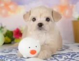 チワプー(チワワ×トイプードル)【栃木県・女の子・2025年6月26日・クリーム】の写真3「複数の子犬を見学可能です😊ご希望の子がいれば遠慮なくお伝えください！」