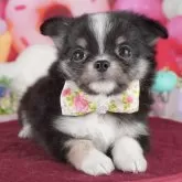 チワワ(ロング)【栃木県・男の子・2025年3月30日・ブラックタンホワイト】の写真2「複数の子犬を見学可能です😊ご希望の子がいれば遠慮なくお伝えください！」