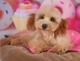 トイプードル(トイ)【栃木県・男の子・2025年2月8日・レッド】の写真3「複数の子犬を見学可能です😊ご希望の子がいれば遠慮なくお伝えください！」