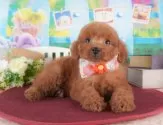 トイプードル(トイ)【栃木県・女の子・2024年12月30日・レッド】の写真3「マイペースさん☘️」