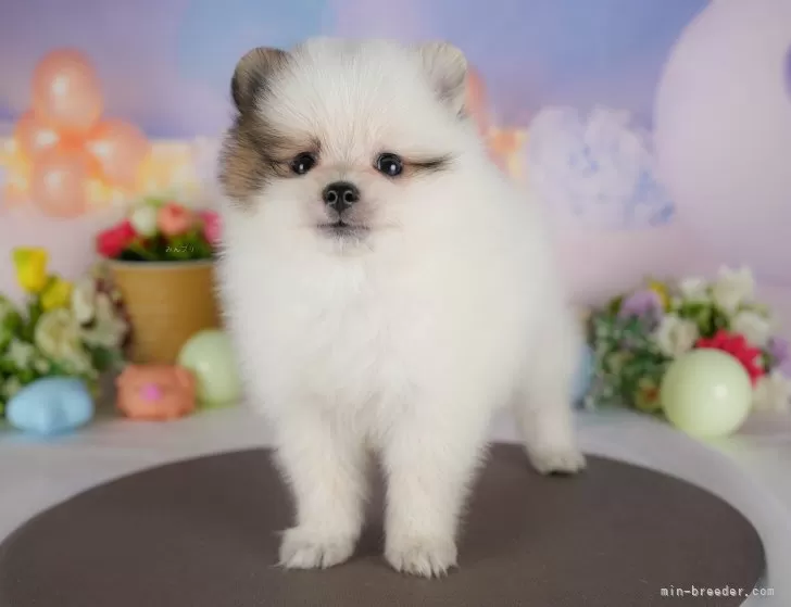 ポメラニアン【栃木県・男の子・2025年6月24日・パーティ】🍁10