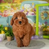 トイプードル(トイ)【栃木県・男の子・2025年2月8日・レッド】の写真6「平日にワンちゃんをお迎えの方に限り、生体価格を5,000円お値引きいたします😊」