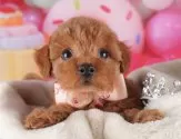 トイプードル(トイ)【栃木県・女の子・2025年4月9日・レッド】の写真5「平日にワンちゃんをお迎えの方に限り、生体価格を5,000円お値引きいたします😊」