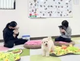 ミックス(チワワ×シーズー)【栃木県・男の子・2024年10月2日・フォーン】の写真7「🐶パピートレーニング中🐶」