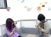 チワワ(ロング)【栃木県・男の子・2025年3月30日・ブラックタンホワイト】の写真9「🐶パピートレーニング中🐶お迎え後も安心いただけるよう日々特訓しております🎶」