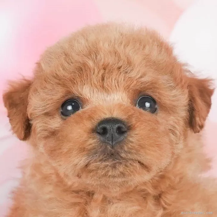 ID:2403-02952の子犬
