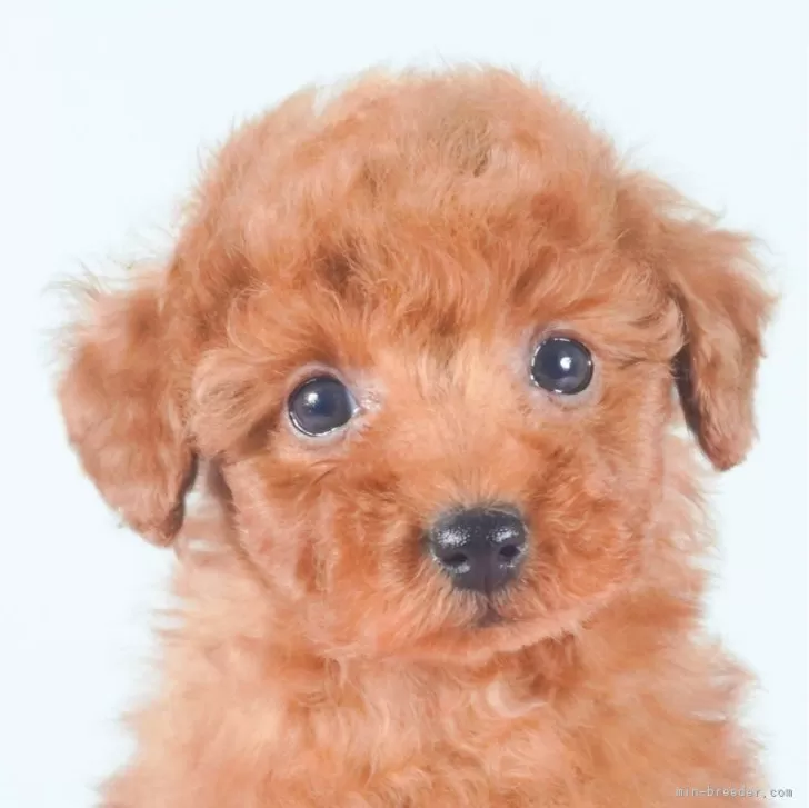 ID：2312-04739の子犬