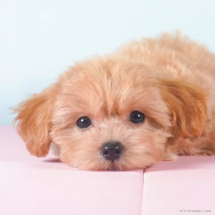 ID:2312-02876の子犬
