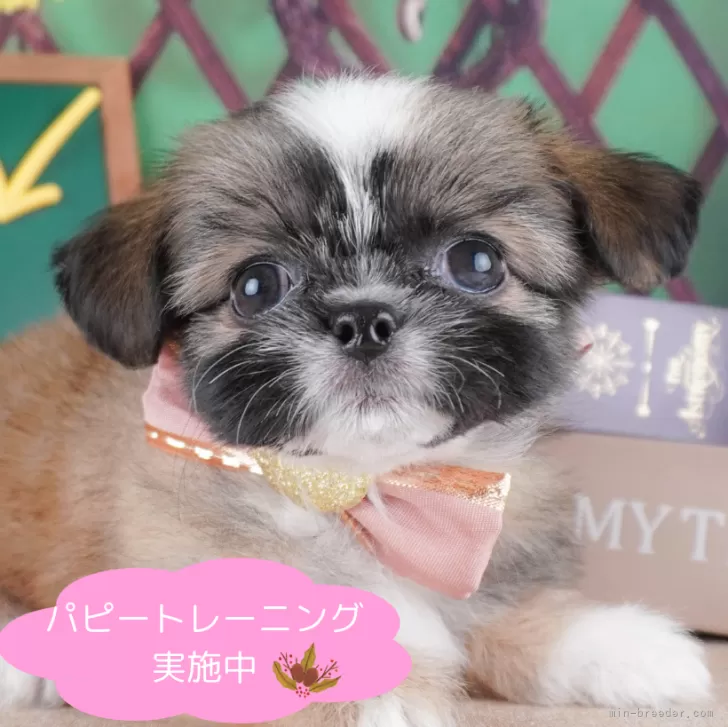 ID：2410-02306の子犬