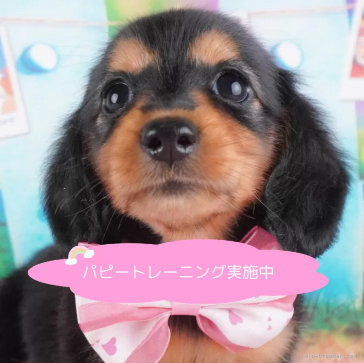 ID:2408-07454の子犬