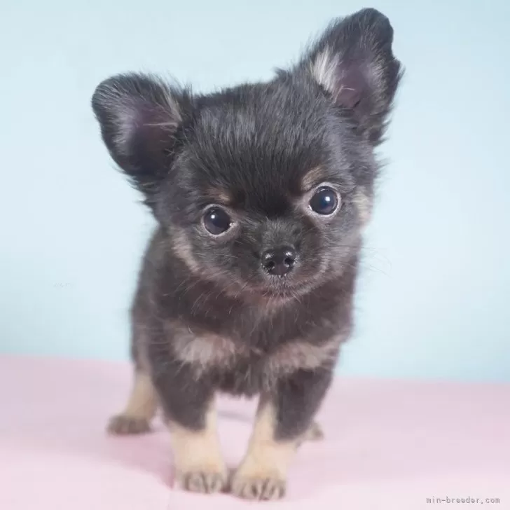 ID:2312-04726の子犬