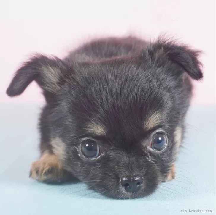 ID：2312-04729の子犬