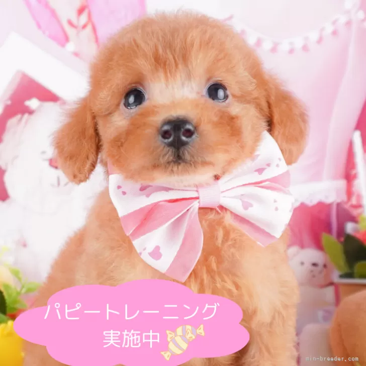 ID:2410-00539の子犬