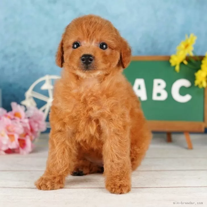 ID:2406-02537の子犬