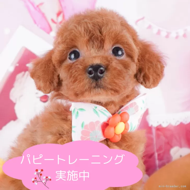 ID:2410-00543の子犬