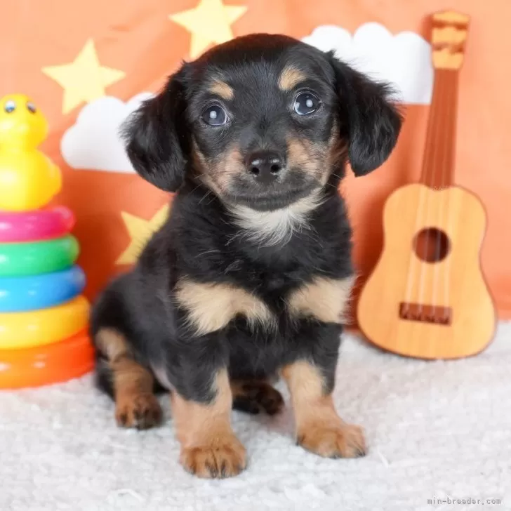 ID:2404-02169の子犬
