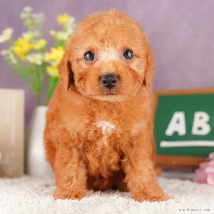 ID:2403-03346の子犬