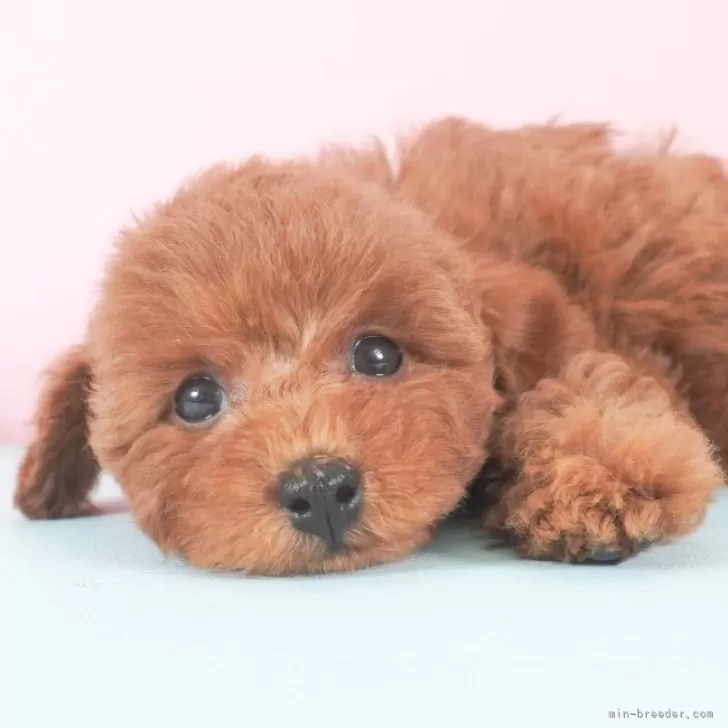 ID:2312-02414の子犬