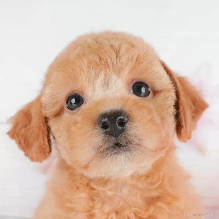 ID:2405-04729の子犬