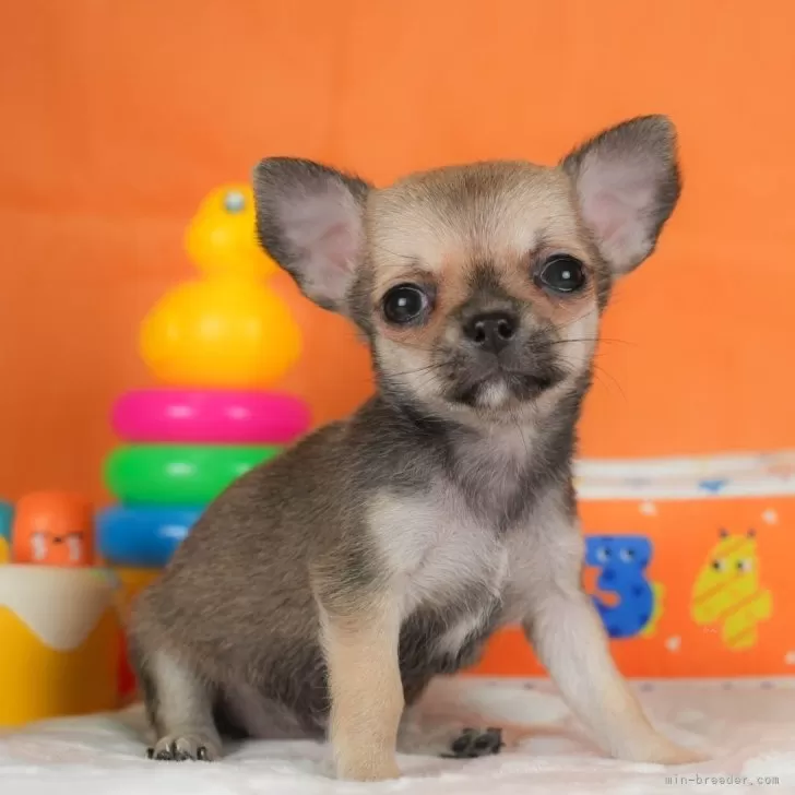 N.S 様のお迎えした子犬