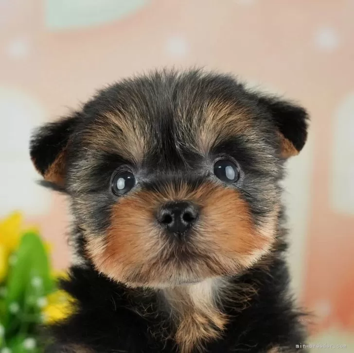 ID:2406-03956の子犬
