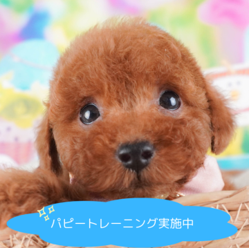 トイプードル(トイ)【栃木県・男の子・2024年7月13日・レッド】の写真「9/22(日)見学会開催🐶　元気いっぱい✨」