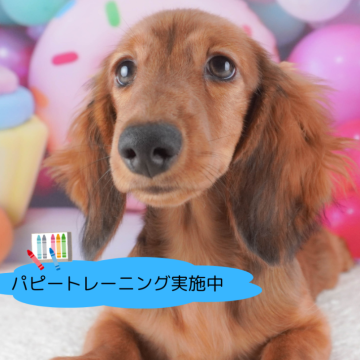 ミニチュアダックスフンド(ロング)【栃木県・男の子・2024年6月4日・シェーデッドレッド】の写真「総額表示！１番のイケメン君🐾」