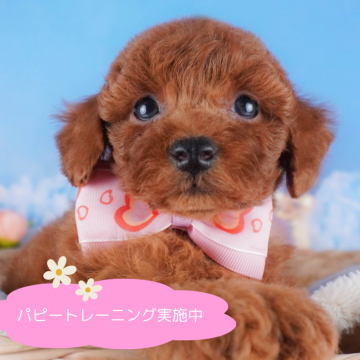 トイプードル(トイ)【栃木県・女の子・2024年8月14日・レッド】の写真「総額表示！しっかりものの長女ちゃん✨」