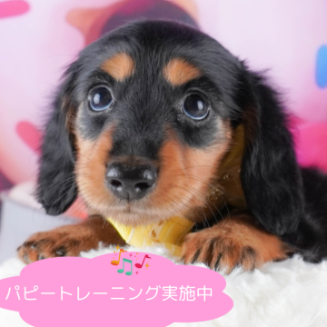 ミニチュアダックスフンド(ロング)【栃木県・女の子・2024年8月30日・ブラックタン】の写真「総額表示！甘えん坊な長女ちゃん✨」