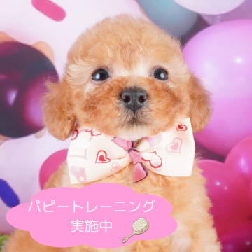 トイプードル(トイ)【栃木県・女の子・2024年8月19日・レッド】の写真「総額表示！もふもふボディの甘えん坊ちゃん💕」