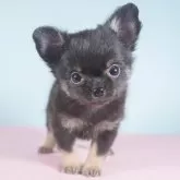 チワワ(ロング)【栃木県・男の子・2023年10月20日・ブラックタン】の写真1「12/16撮影（生後57日）」