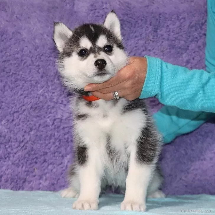 ID：2502-01814の子犬