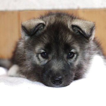 シベリアンハスキー【兵庫県・女の子・2025年8月29日・アグーティ&ホワイト】の写真「明るく人見知りしない、めっちゃ性格の良い女の子」