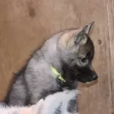 シベリアンハスキー【兵庫県・女の子・2025年8月29日・アグーティ&ホワイト】の写真3