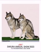 シベリアンハスキー【・男の子・2020年3月16日・ダークフェイス(アグーティ)】