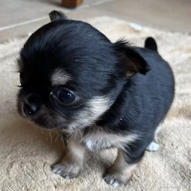 ID：2501-02076の子犬