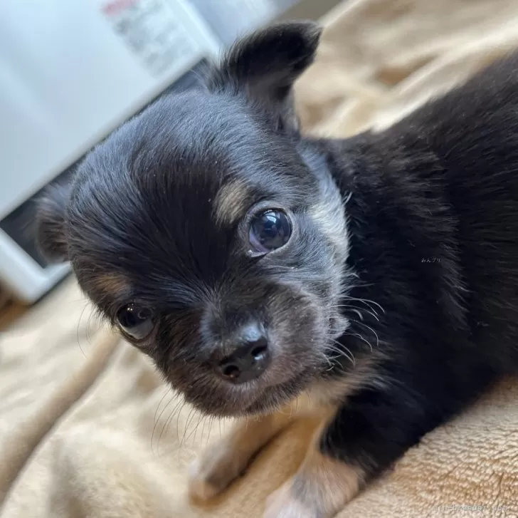 ID：2501-01626の子犬