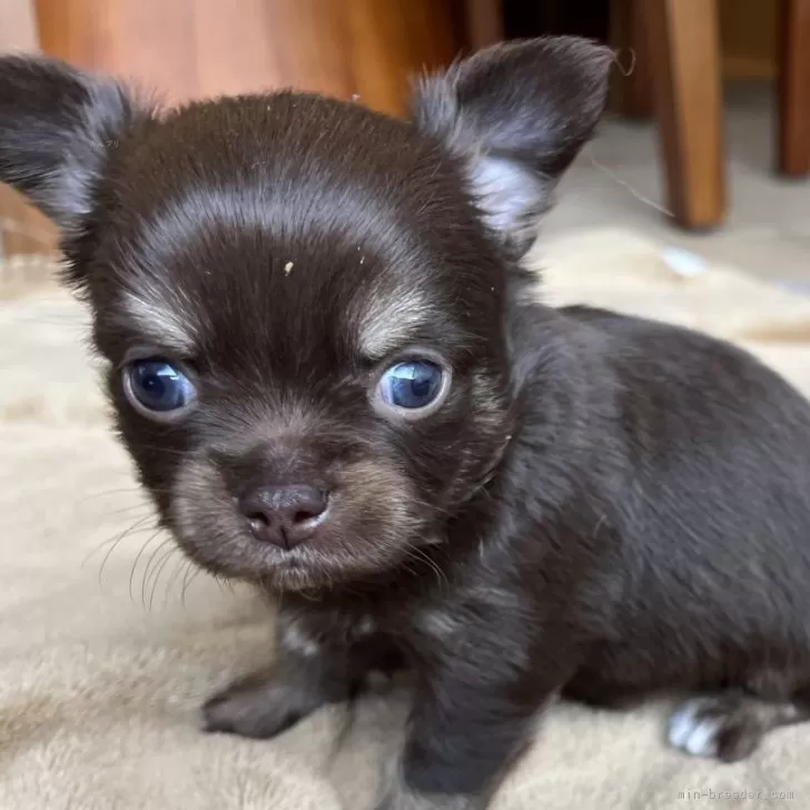 ID：2501-01942の子犬