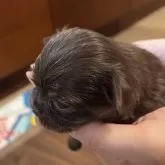 チワワ(ロング)