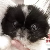 ペキニーズ