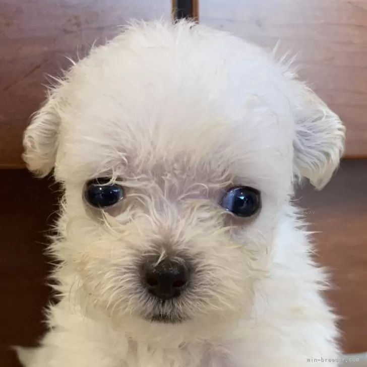 ID：2408-00780の子犬