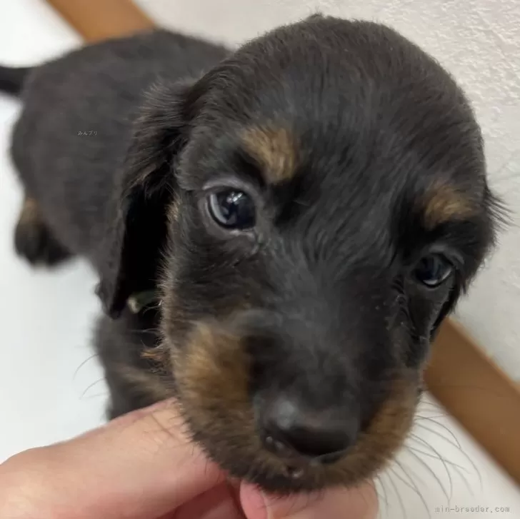 ID：2410-03591の子犬
