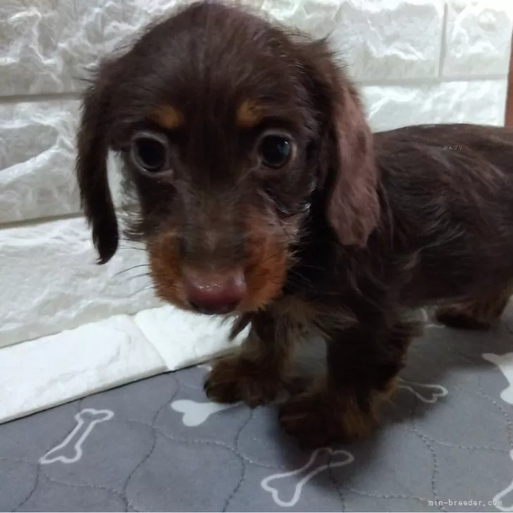 ID：2502-03280の子犬