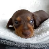 ミニチュアダックスフンド(スムース)【埼玉県・男の子・2025年9月1日・チョコレート&タン】の写真1「ちょっとおねむなスムースくん！」