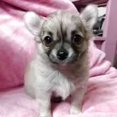 チワワ(ロング)【埼玉県・男の子・2025年4月13日・フォーン】の写真1「ごはんた〜くさん食べます。」