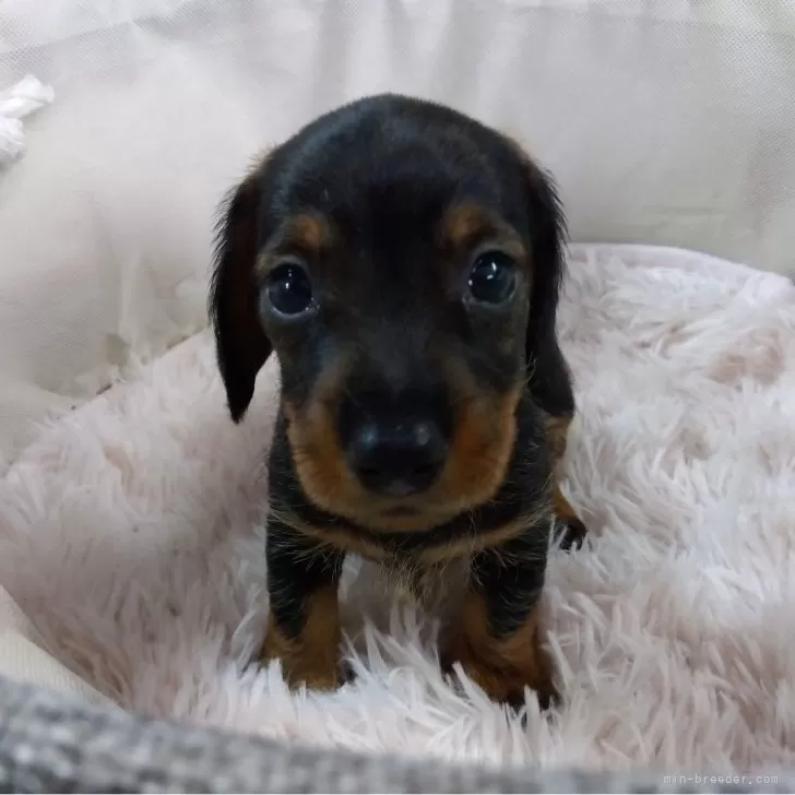 ID:2408-01975の子犬
