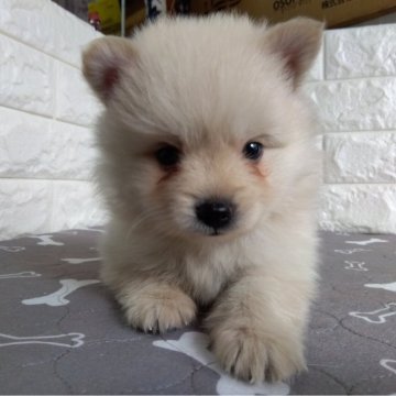ポメラニアン【埼玉県・男の子・2024年8月12日・クリーム】の写真「元気なポメくん！
※期間限定！10月7日まで。」