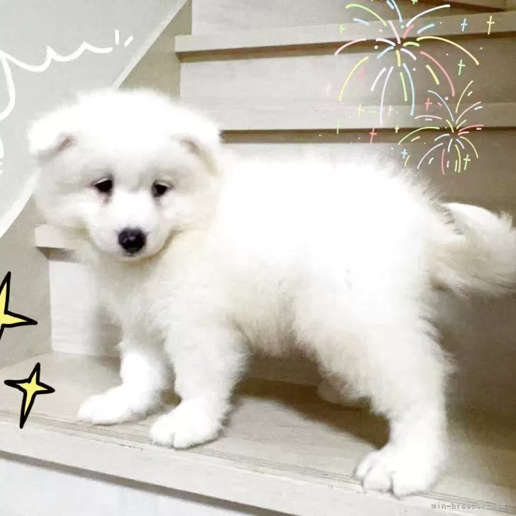 ID：2506-05996の子犬