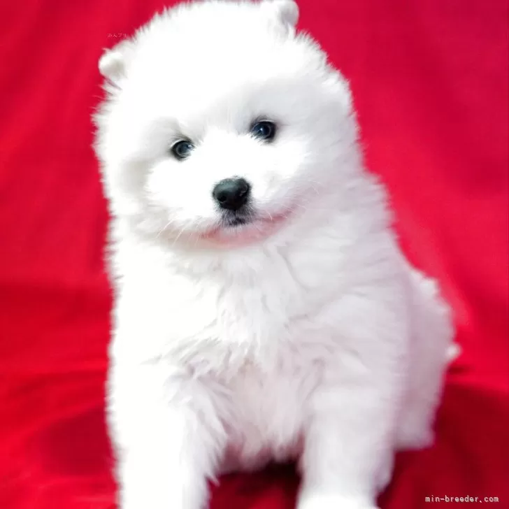 ID：2503-02973の子犬