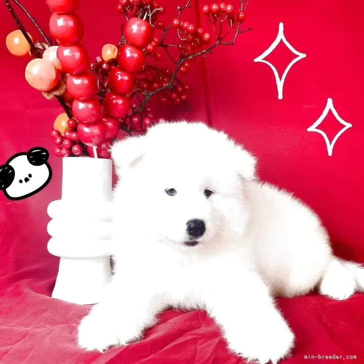 ID:2506-06008の子犬
